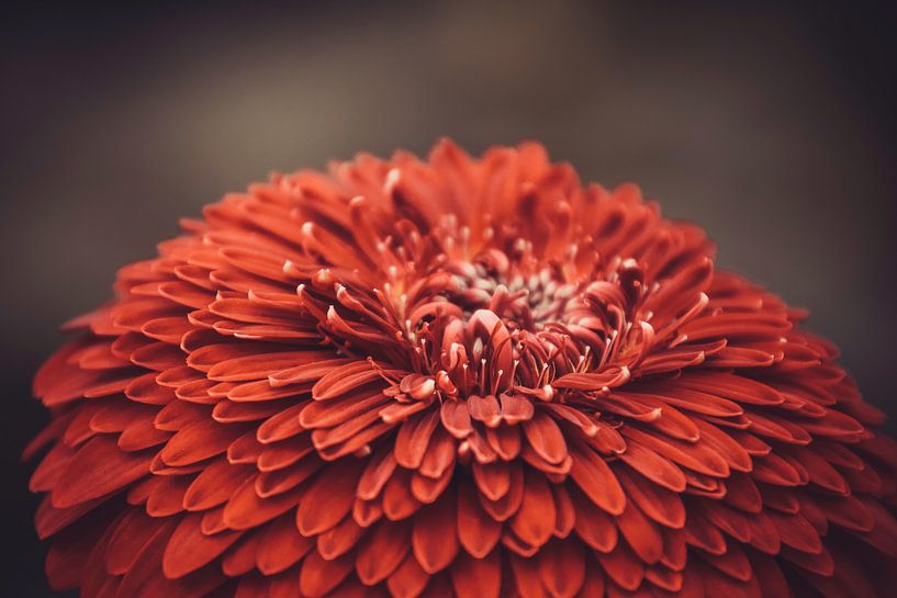 Boven op een rode bloem van Stedom Fotografie