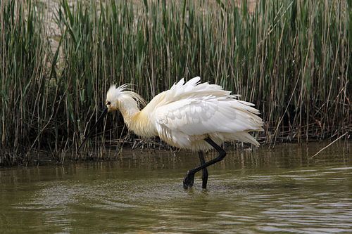 Spooner in the water on Texel