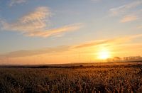 Rosée du matin aux Pays-Bas