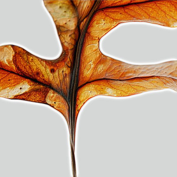 WARM GLOW FERN LEAF 005 - Close-Up Abstract Botanical Autumn Fern Leaf by Saskia Mensink PRINTS