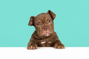 Süßer englischer Bulldoggen-Welpe