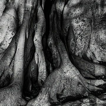 Rubber tree by Dieter Walther