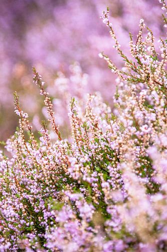 Detail of a flowering heather plant in dutch landscape