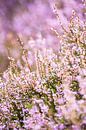 Detail der blühenden violetten Heide von Fotografiecor .nl Miniaturansicht