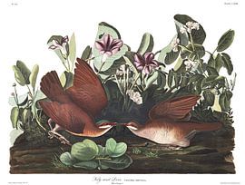 Colombe à joues blanches