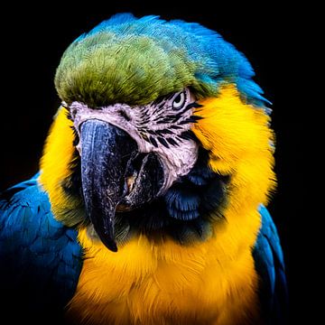 Head of a Yellow Breasted Macaw by Dieter Walther