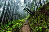 Regenachtig bos, Pico da Vara, Sao Miguel, Azoren Portugal van Sebastian Rollé - travel, nature & landscape photography thumbnail