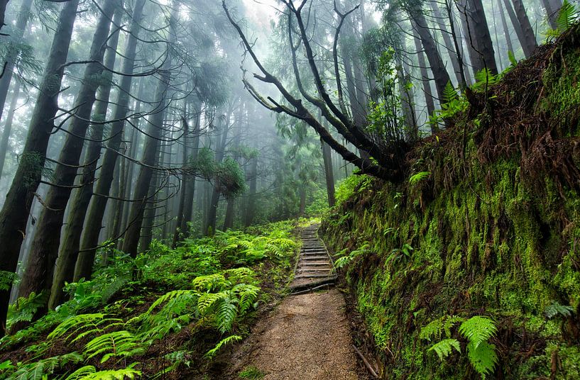 Regenachtig bos, Pico da Vara, Sao Miguel, Azoren Portugal van Sebastian Rollé - travel, nature & landscape photography