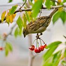 Sparrow enjoys the cherries in the cherry tree by Miny'S thumbnail