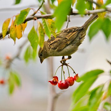 mus geniet van de kersen in de kersenboom van Miny'S