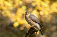 Sperwer, herfst van Tanja van Beuningen thumbnail