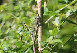 Herbst Mosaikjungfer von Matthias Brix