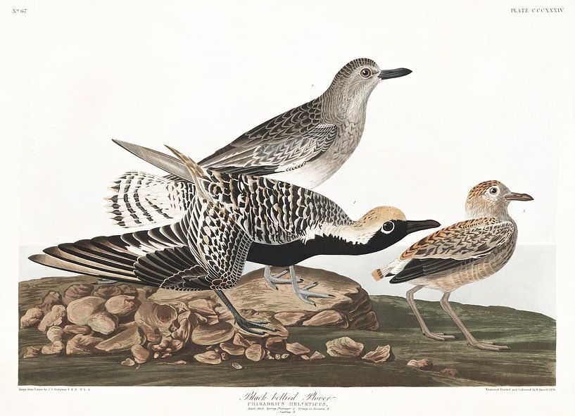 Kiebitzregenpfeifer von Birds of America