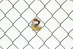 Spatz sitzt mitten in einem Maschendrahtzaun