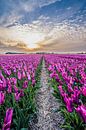 tulpen bij ondergaande zon 02 van Arjen Schippers thumbnail