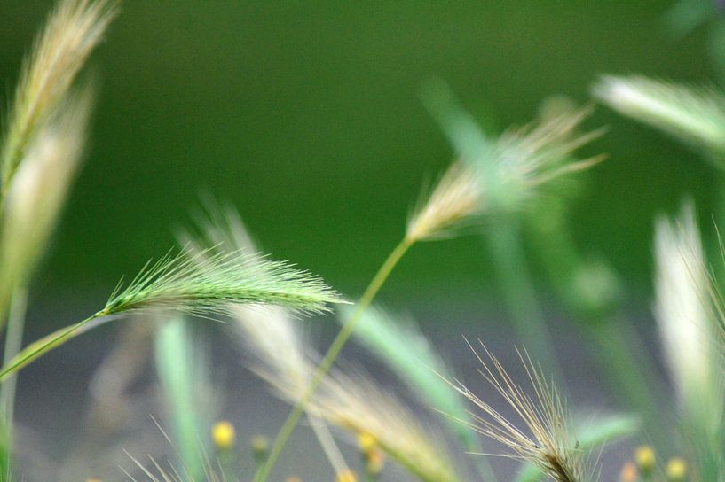 Graan en gras van Niek Traas