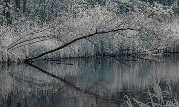 The overhanging branch