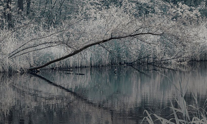 The overhanging branch by Michel Jansen