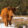 Highlanders écossais dans la neige près du Posbank sur Rob Kints