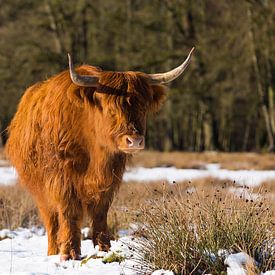 Scottish Highland cattle in the snow near the Posbank by Rob Kints