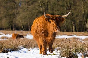 Highlanders écossais dans la neige près du Posbank