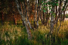 Abend im Naturschutzgebiet von Edith Albuschat