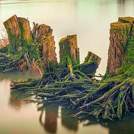Bomenstronken in de rivier Neder-Rijn van Fotografie Arthur van Leeuwen