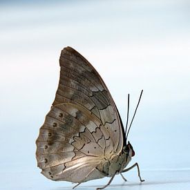 Schmetterling in der luft von Aagje de Jong