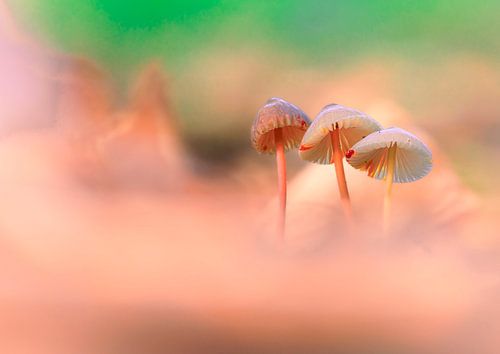 Pilze: Gelborangemilchende Helmlinge