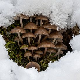 Winter mushrooms by Uwe Ulrich Grün