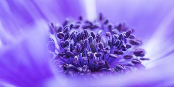 Panorama des Herzens einer Anemone von Marjolijn van den Berg