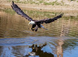 American bald eagle by Gijs te Pas