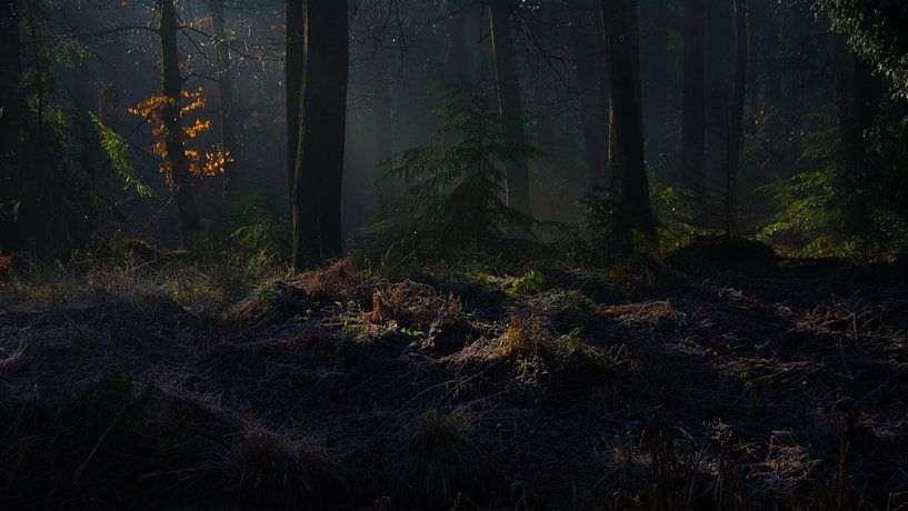 Schaduwen in het bos van Hugo Braun