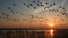 wintering barnacle geese at the North Sea by Peter Eckert