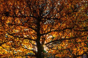 Herbstfarben 