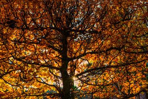 Couleurs d'automne  sur Don Fonzarelli