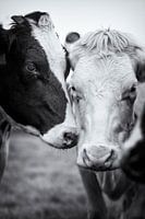 A black and a white cow close together in friendship and tenderness