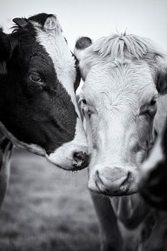 Een zwarte en een witte koe dicht bij elkaar in vriendschap en tederheid. Samenzijn. van John Quendag
