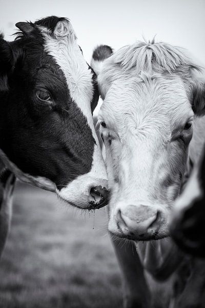 Eine schwarze und eine weiße Kuh, die in Freundschaft und Zärtlichkeit eng beieinander liegen von John Quendag