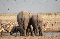 The buttocks of two drinking African elephants.