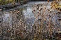 Scène de nature dans un état de congélation