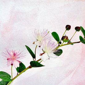 Kapernzweig mit Blüten und Kapern von Rosina Schneider