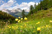 Alpenblick mit Trollblumen