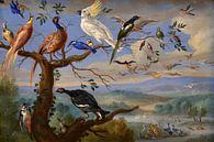 Exotische Vögel Brafa, Jan van Kessel von Meesterlijcke Meesters Miniaturansicht