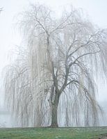 weeping willow in the mist
