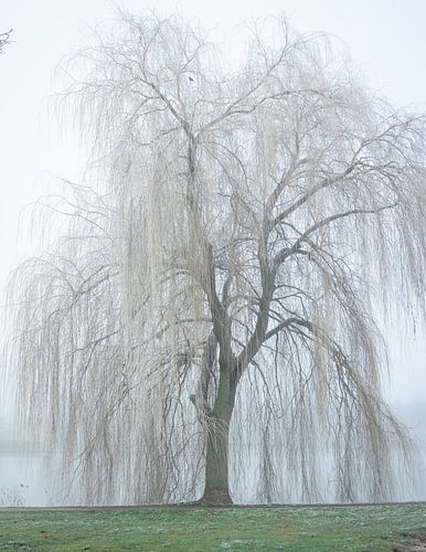 treurwilg in de mist