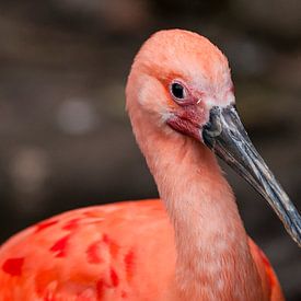 Ibis rouge : Zoo de Blijdorp sur Loek Lobel