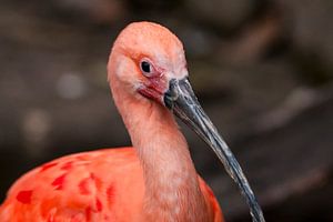 Roter Ibis : Tierpark Blijdorp von Loek Lobel