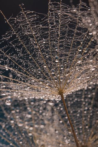Waterdruppeltjes hangen aan de pluisjes in het licht