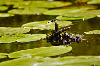 Libelle op waterlelie